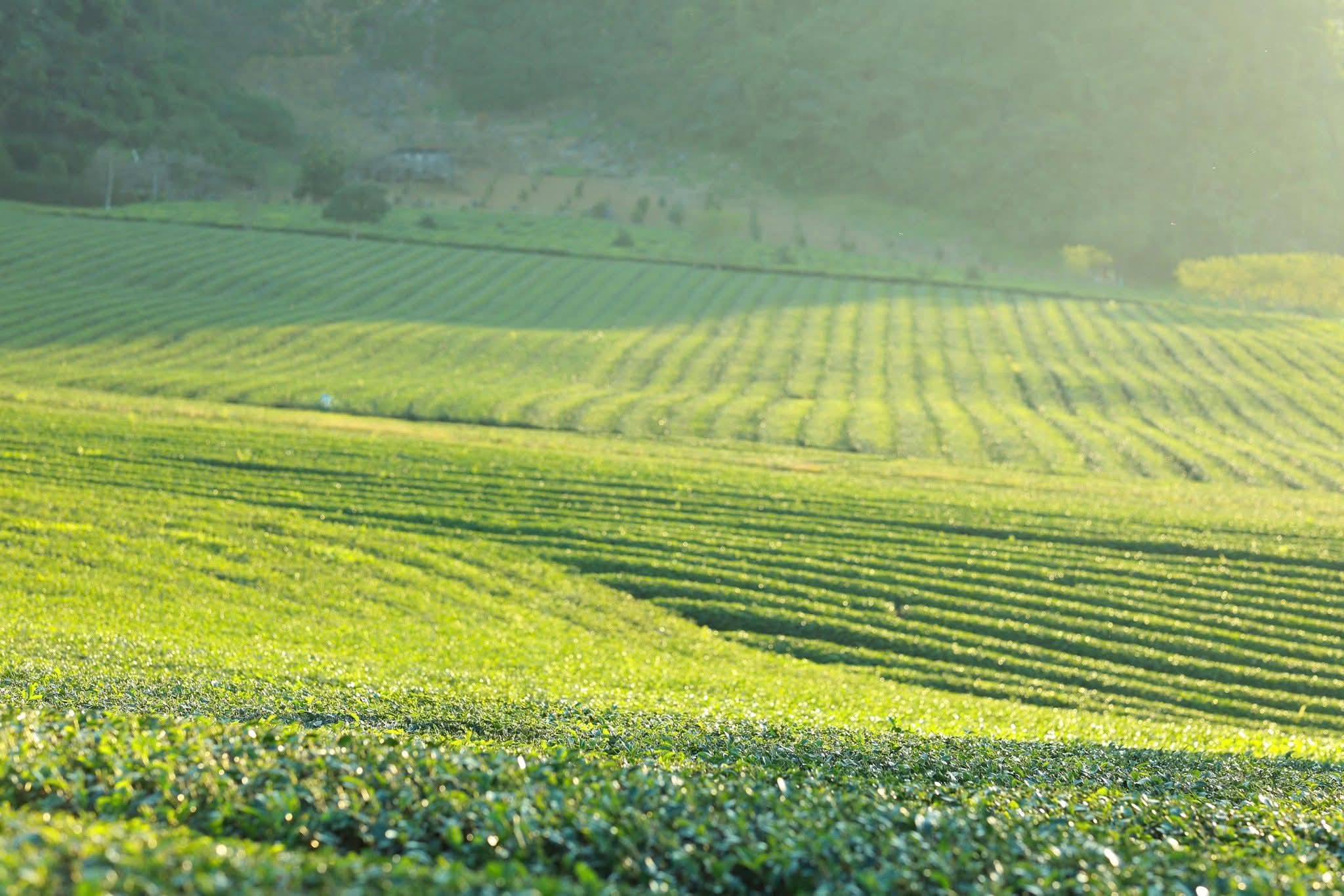 đồi chè mộc châu