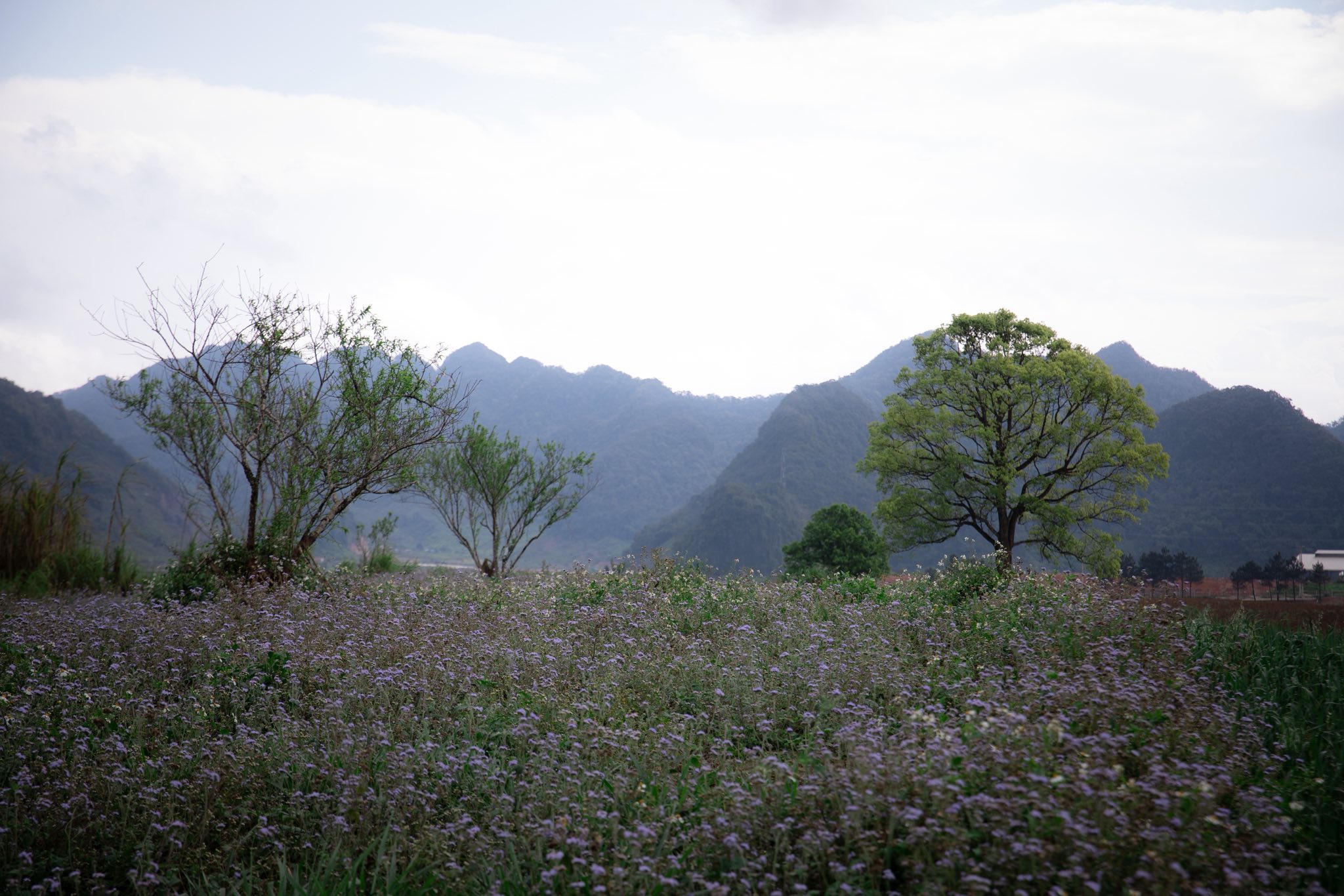 du lịch mộc châu tháng 4